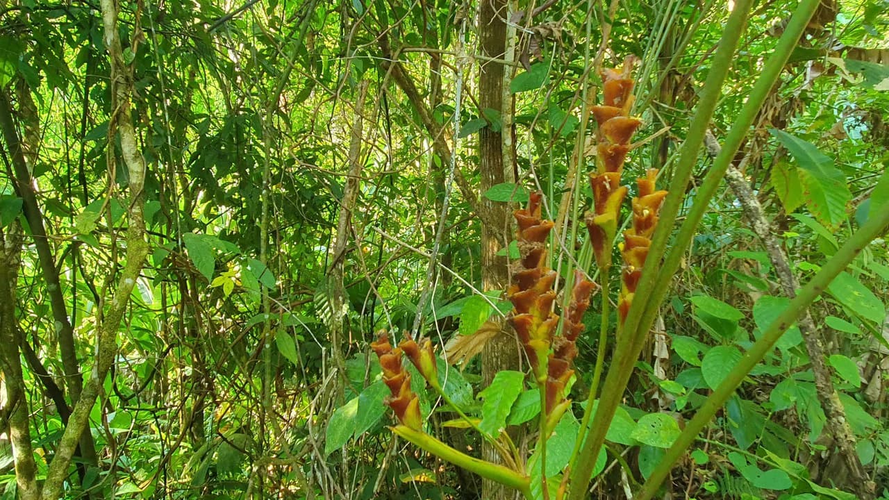 CONSERVATION AND DEVELOPMENT LAND WITH OCEAN VIEW IN SIERPE, COSTA RICA - photo 10