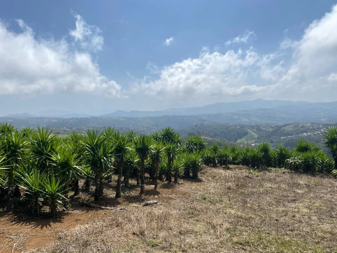 Farm with Exceptional Potential for Sale in San Ramón, Alajuela - photo 6