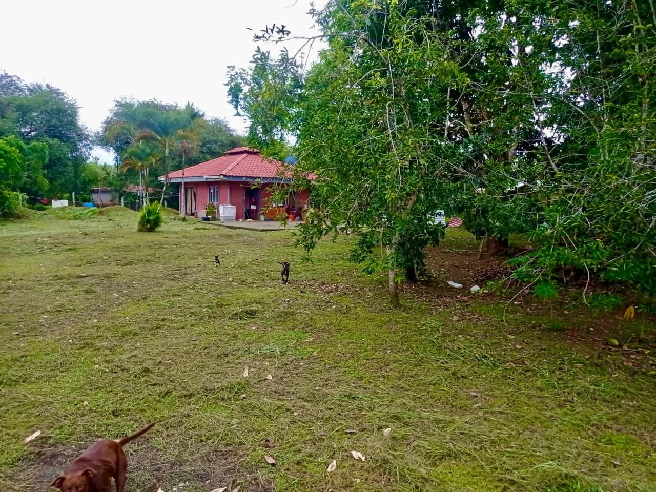 Prime Mixed-Use Property in La Palma, Puerto Jimenez - photo 7