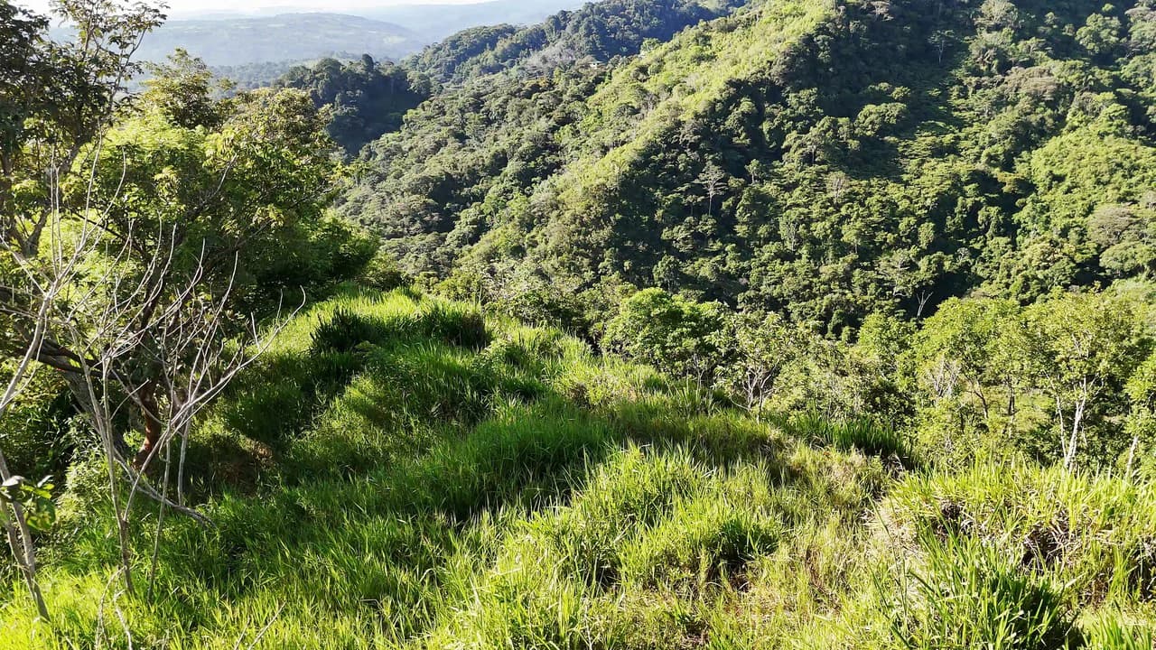 Mountain Agricultural Land For Sale in San Isidro del General - photo 6
