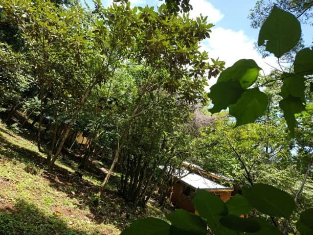 Nosara's Brand New Top Villas as a Business Opportunity in the dense forest of catchment area, 7 villas for sale in Costa Rica's Healthy Blue Zone - photo 28