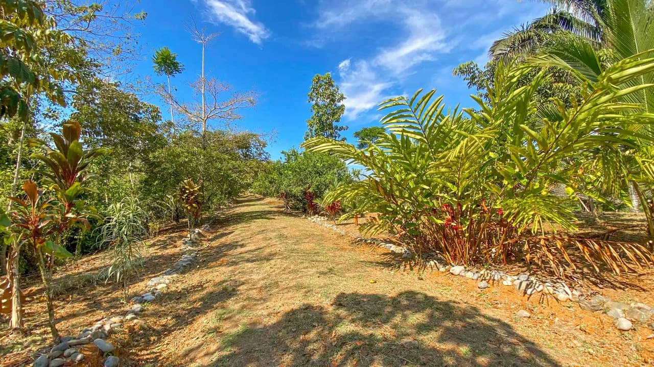 32 Acre Self Sustainable Farm with House Close Ojochal - photo 52