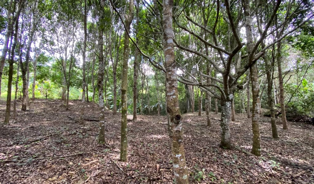 1.9 ACRES – Very Usable Flat Land Divided By An Across Running Creek, Tons Of Fruit Trees Plus Woods In The Back!!! - photo 4