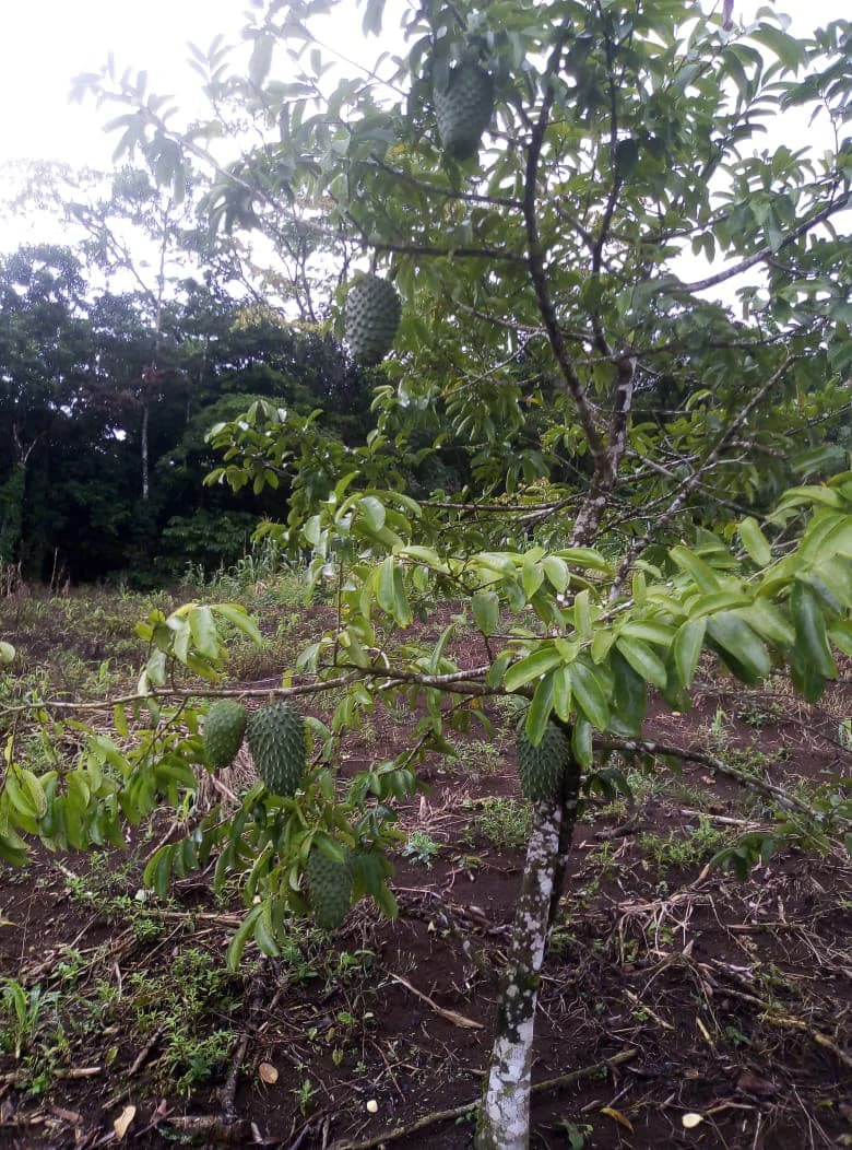 Agricultural farmland for sale in Aguas Claras, Alajuela, 1 house and many fruit trees - photo 13