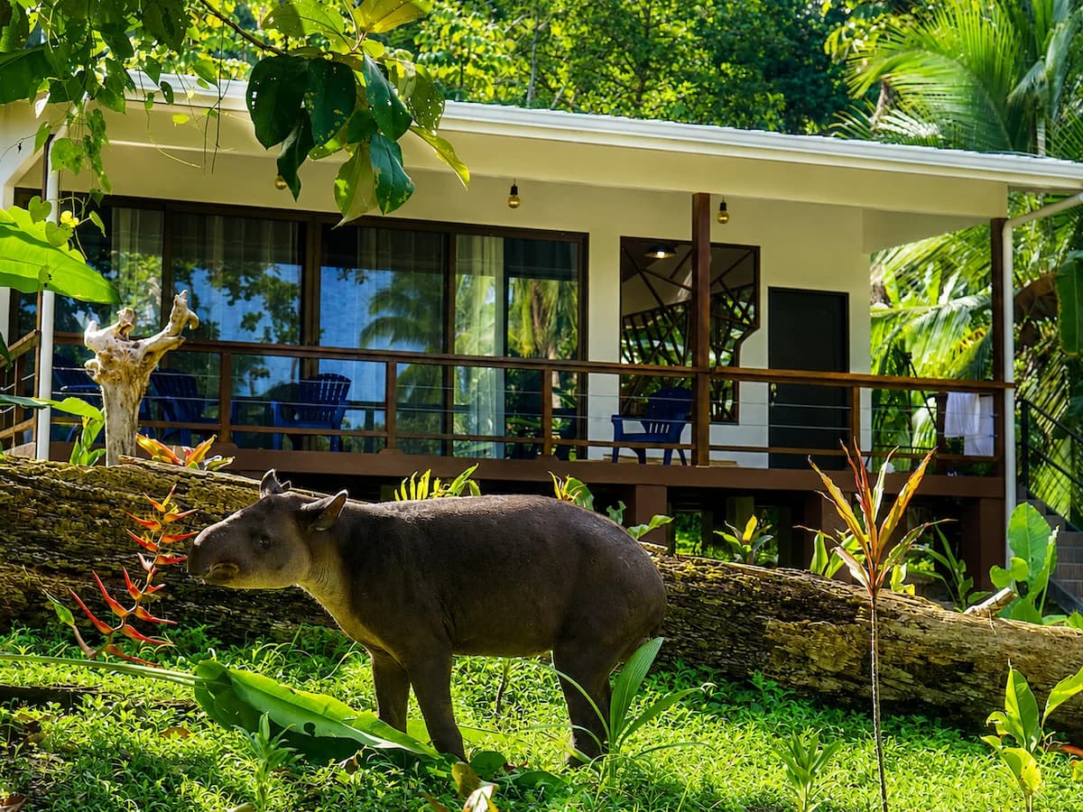 Casa Bromelia: Drake Bay Beachfront Paradise Property Near Corcovado