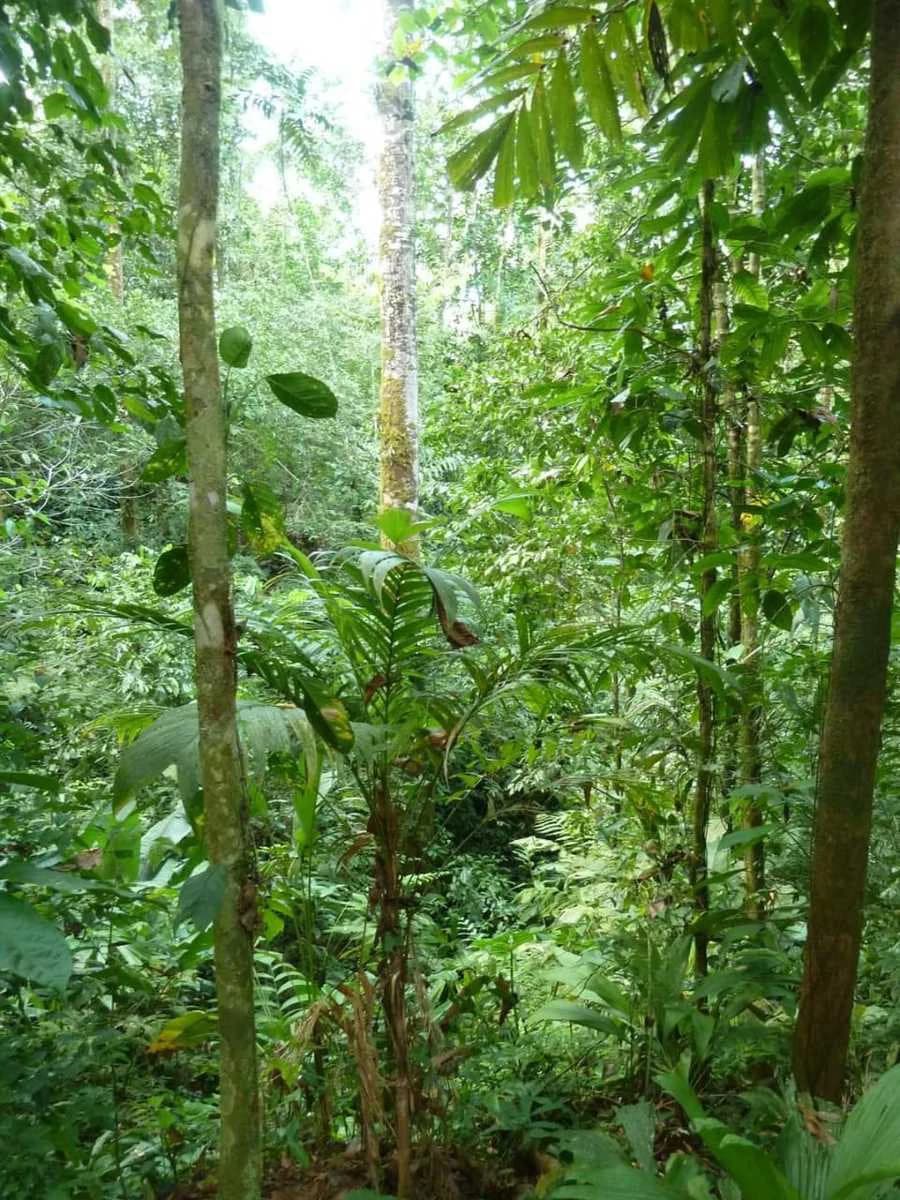 173-Acres of Nature Reserve with Spectacular Primary Forest & Golfo Dulce Views - photo 9