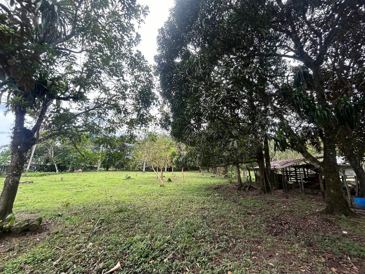 Land for Sale 4803 m2: Over 1 acre - photo 6