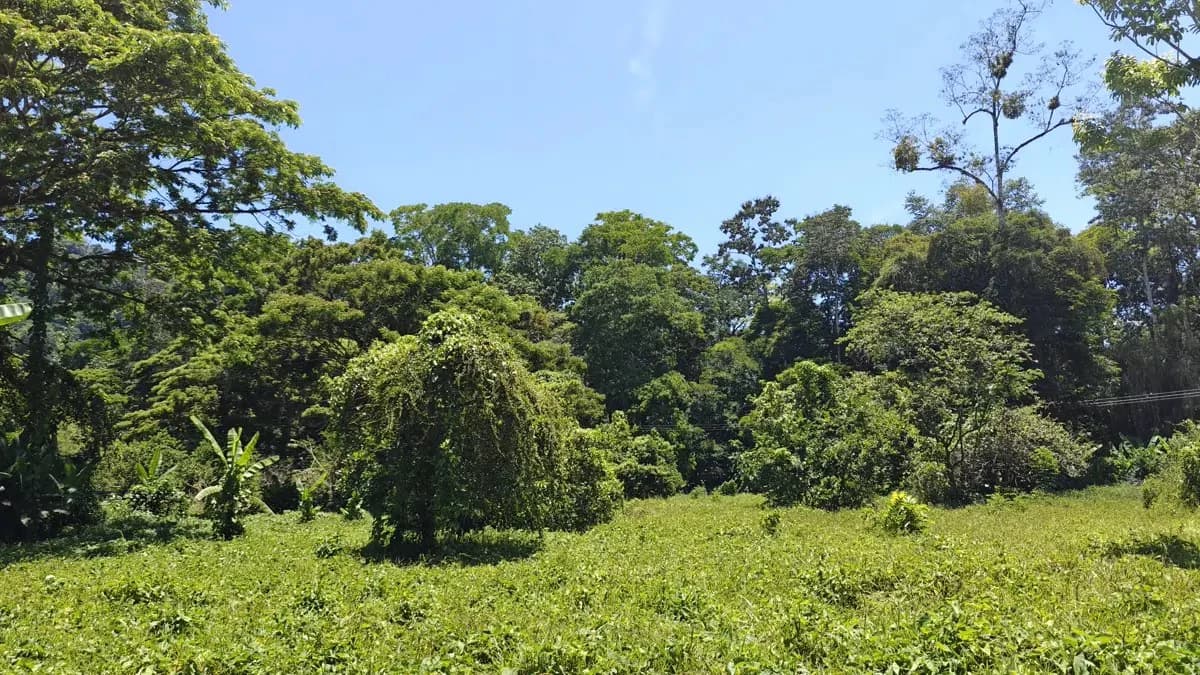 ID 924: El Cortijo: El Cortijo - Residential Lots for Sale in Hone Creek Near Puerto Viejo - photo 9