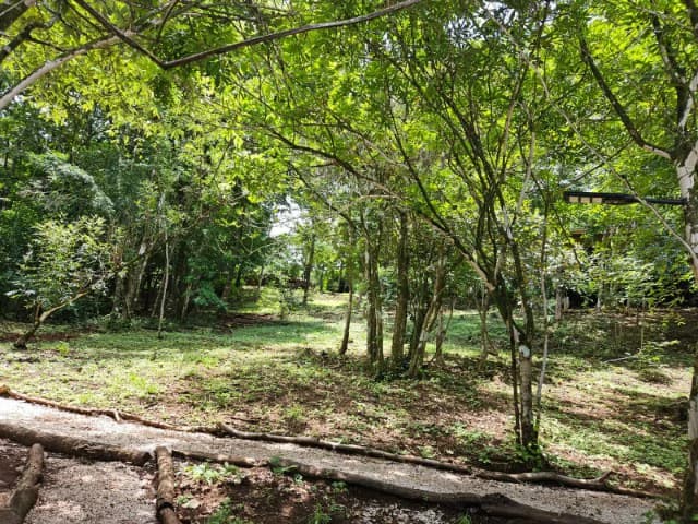 Nosara's Brand New Top Villas as a Business Opportunity in the dense forest of catchment area, 7 villas for sale in Costa Rica's Healthy Blue Zone - photo 16