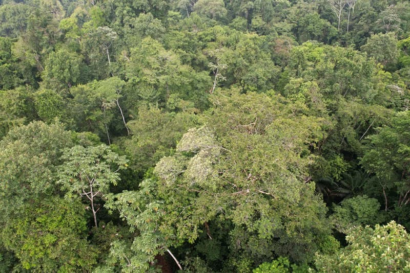 34-Acres of Forest For Sale in Riyito de Puerto Jimenez - photo 3