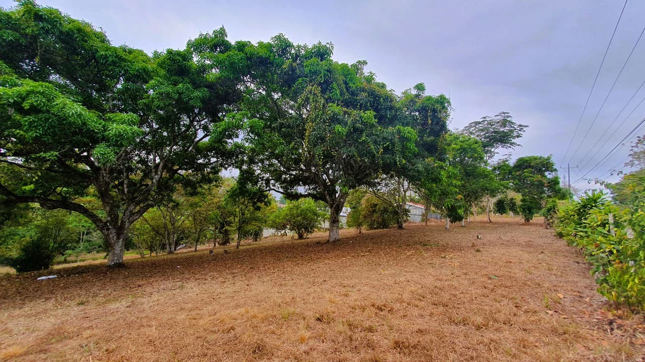 FRUIT TREE PROPERTY FOR SALE: Home Construction Site For Sale in San Isidro del General - photo 11