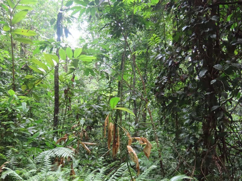34-Acres of Forest For Sale in Riyito de Puerto Jimenez - photo 32