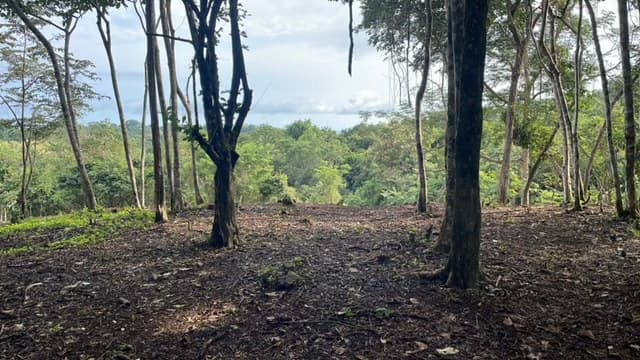 Beautiful Property for Sale in the Mountains of San Juanillo – Prime Land with Building Potential Just 10 Minutes from the Ocean - photo 3