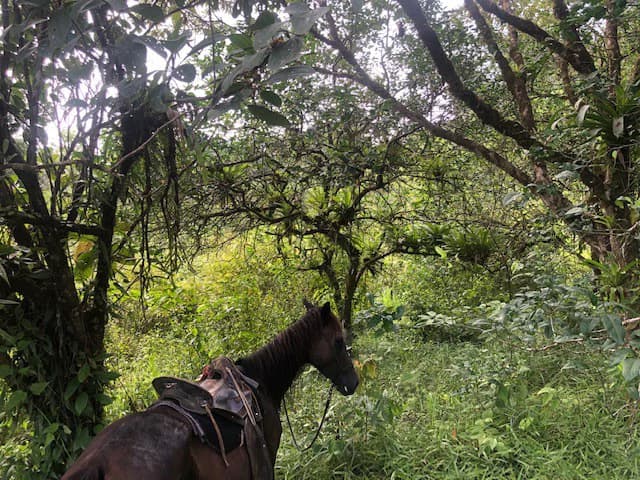 Hot and Cold Thermal Springs for Sale – Beautiful Property in Dos Ríos, Alajuela with Excellent Commercial Potential - photo 36