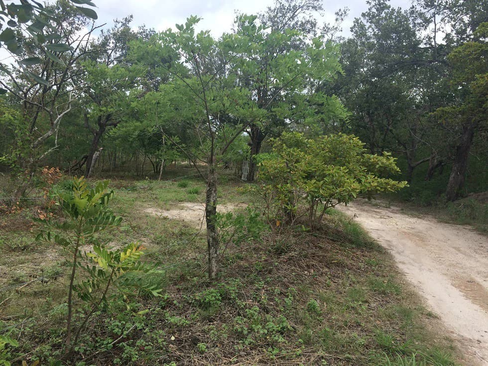 Finca grande: Economic Building property for sale in El Salto, with private access to the surrounding beautiful nature with own river - photo 15