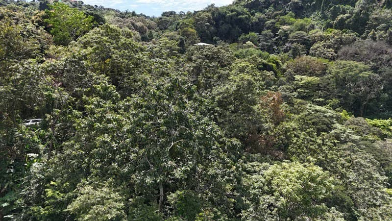 Luxury Gated Ocean-View Land Minutes from Manuel Antonio National Park and Marina - photo 11