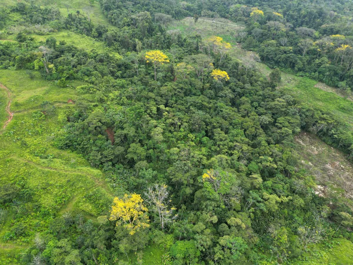 Fire Sale Farm with Ocean View | Piedras Blancas, Osa Peninsula - photo 8