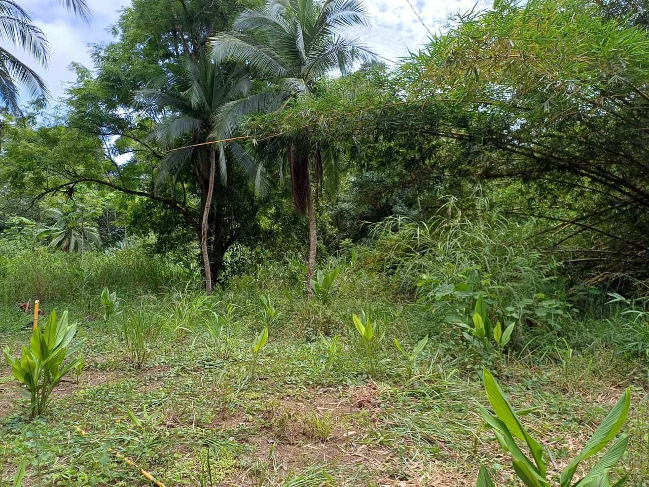 Natura Amapola Reserve, Puerto Jimenez - photo 14