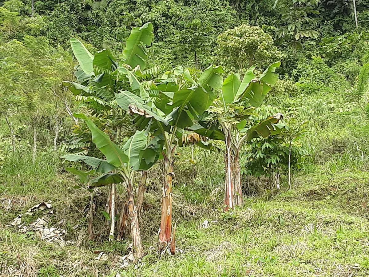 Finca Tesoro Escondido - The Jewel of Uvita - photo 83