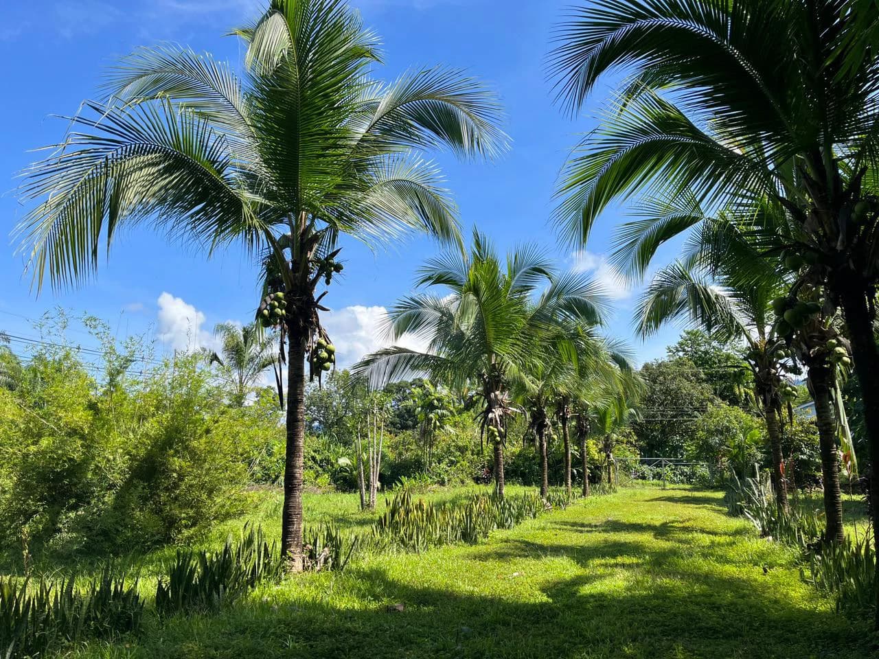 Perla Tropical Rio Seco: Great Opportunity for Sale with reduced price - photo 23