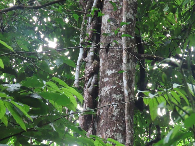 34-Acres of Forest For Sale in Riyito de Puerto Jimenez - photo 35