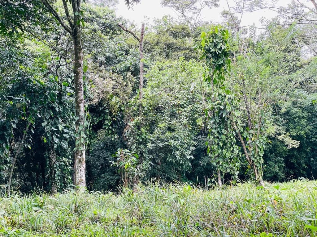Farm for sale Puriscal Close to Universidad para la Paz Costa Rica - photo 5
