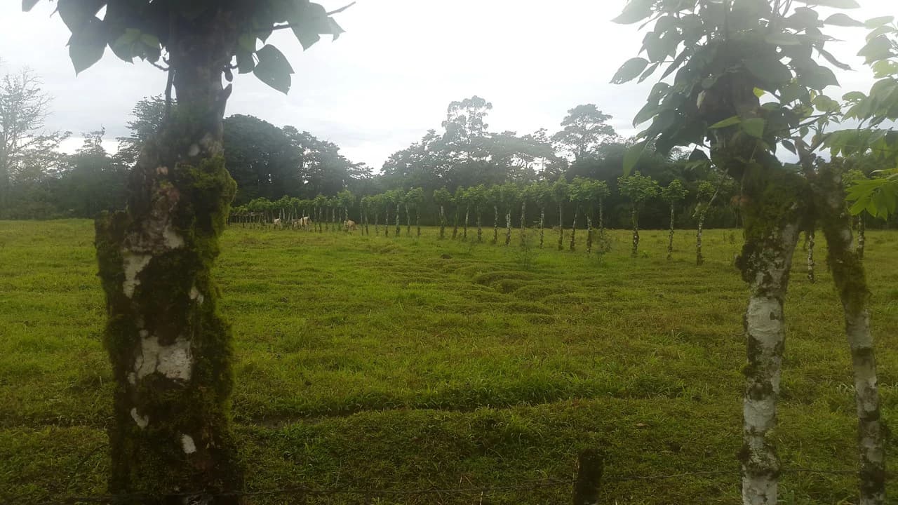 Countryside Development Parcel For Sale in Cariari - photo 13