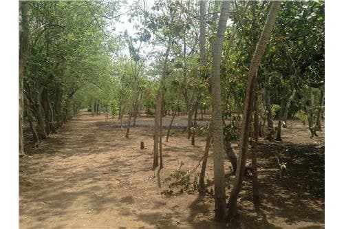 Commercial land in Guanacaste 0.87ha : 900701029-120 - photo 6