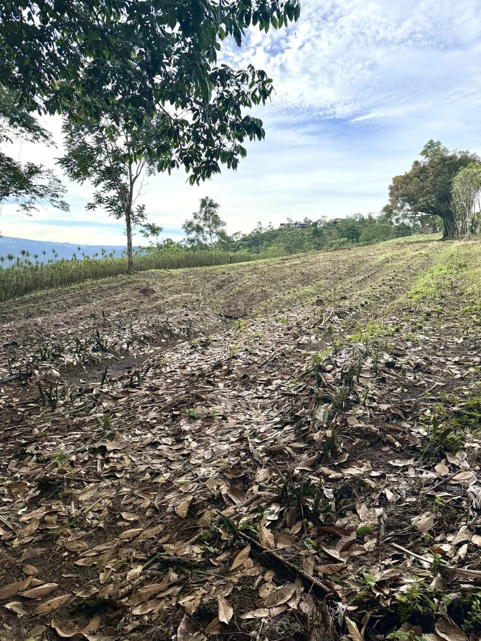 13.81-ACRE COSTA RICA MOUNTAIN PROPERTY | PANORAMIC SUNRISE-TO-SUNSET VIEWS + ELECTRICITY & PRIVATE WELL | NEAR LA FORTUNA — $195,000 - photo 4