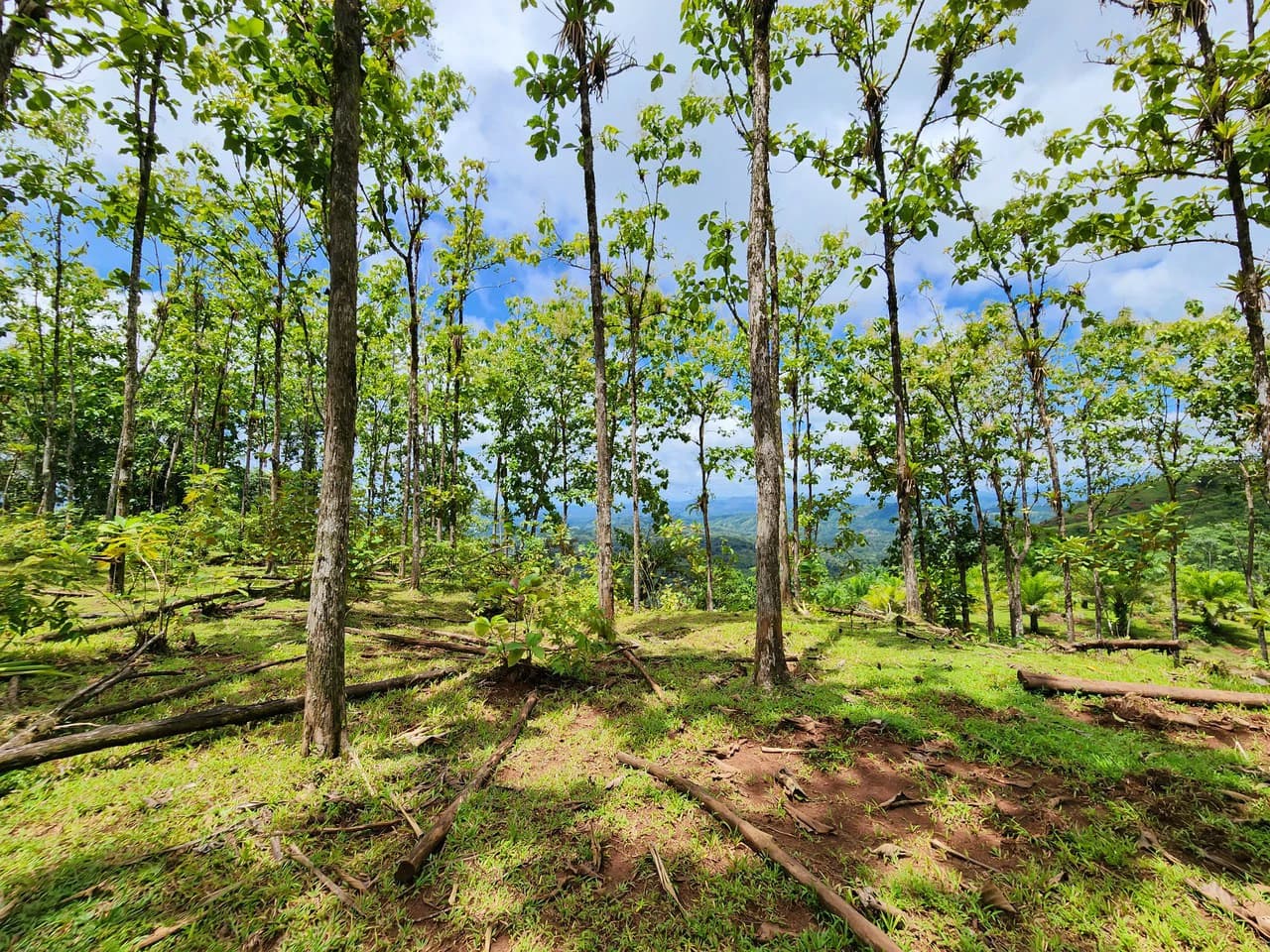 PRIME PARRITA FARM FOR SALE - photo 41