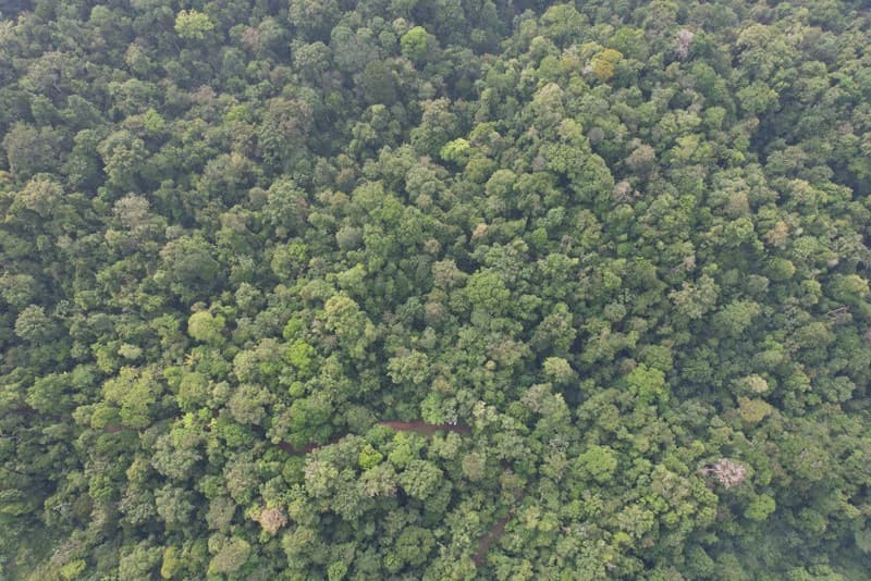34-Acres of Forest For Sale in Riyito de Puerto Jimenez