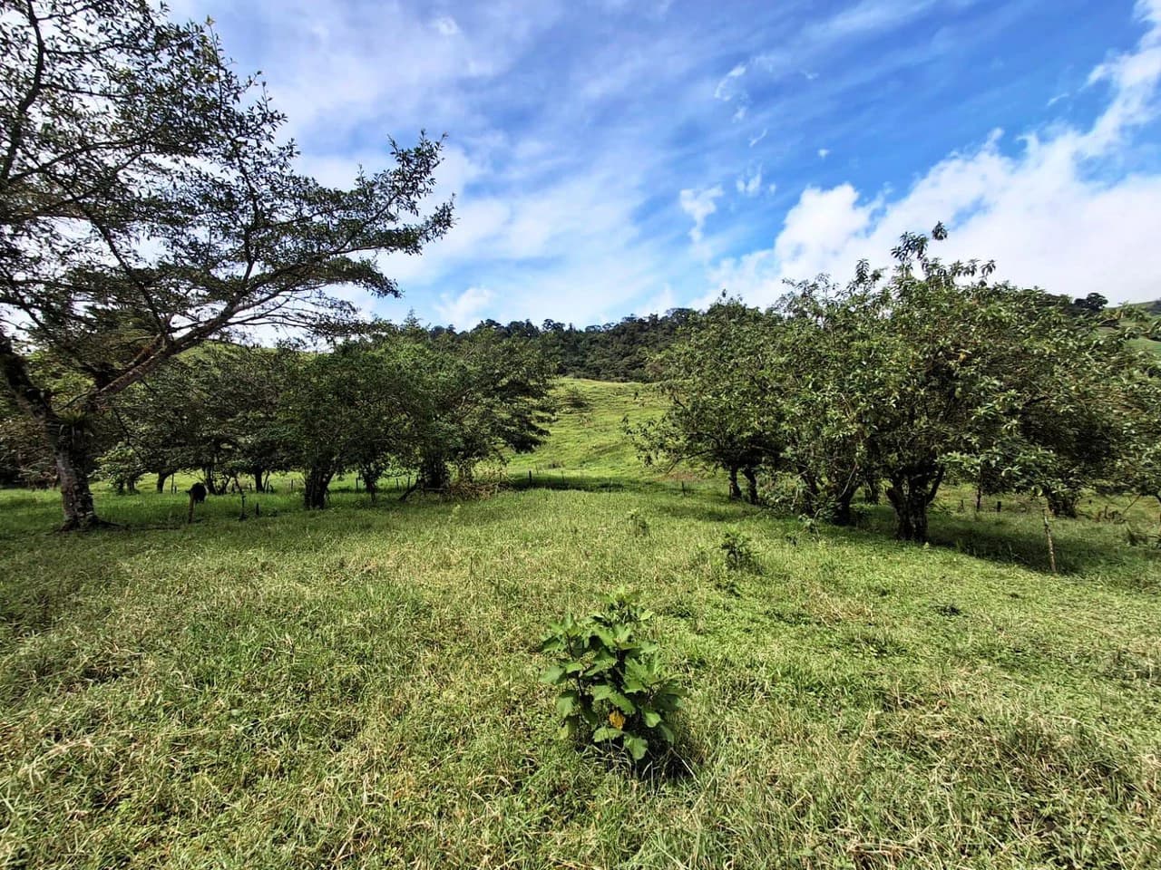 INVESTOR & DEVELOPER ALERT: High-Visibility Investment Property in the Heart of Tourist-Friendly Zarcero - photo 9