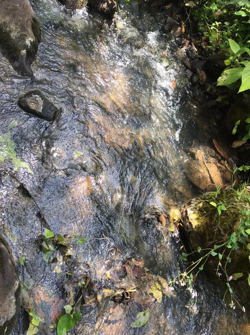 Hot Springs Property for Sale with Two Natural Hot Water Springs, Two Cold Water Creeks, and a Giant 300-Year-Old Tree - photo 8