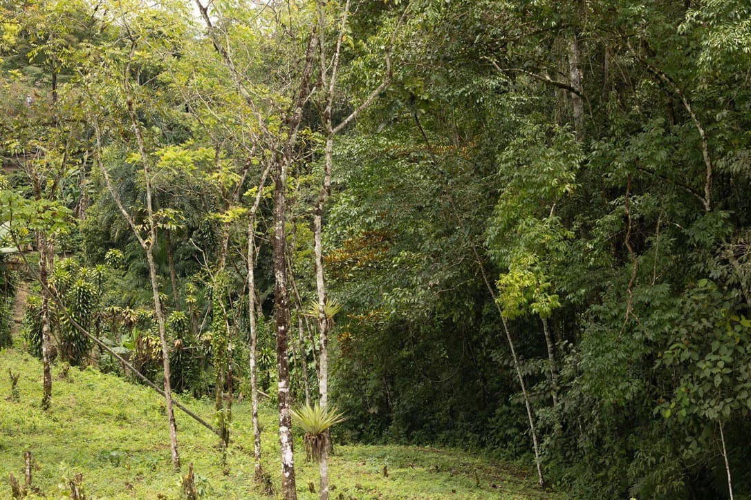 LOVELY 2.8 HECTARE FINCA IN COTO BRUS - photo 4