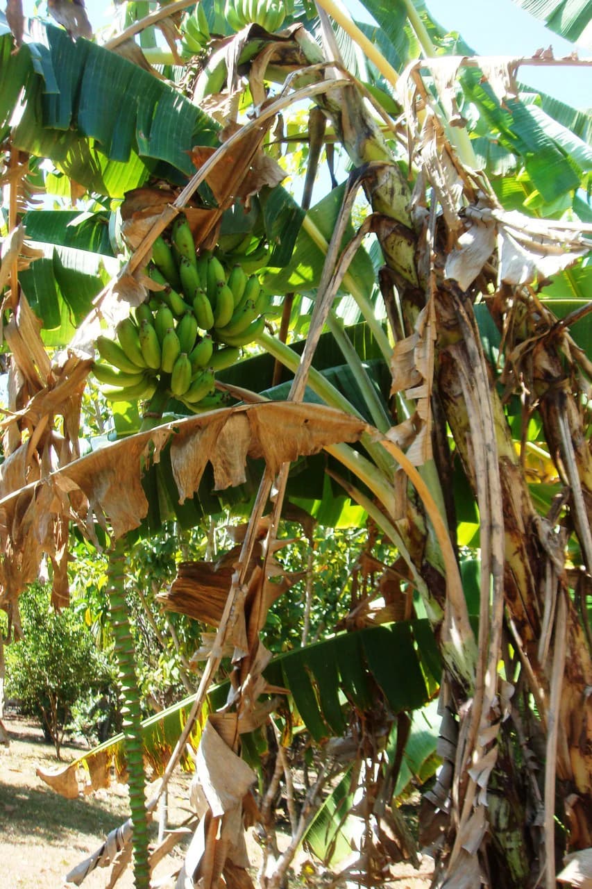 Finca Wellness: Live the Pura Vida Dream – Nature, Privacy & Pacific Beaches - photo 11