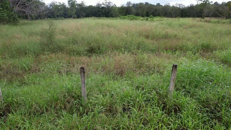 Land For Sale with Excellent Location in La Amapola, Puerto Jimenez - photo 9