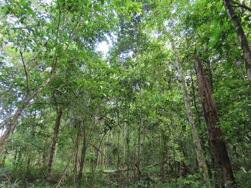 0.25 Acres Lots For Sale in La Amapola, Puerto Jimenez on Highway-245 - photo 10