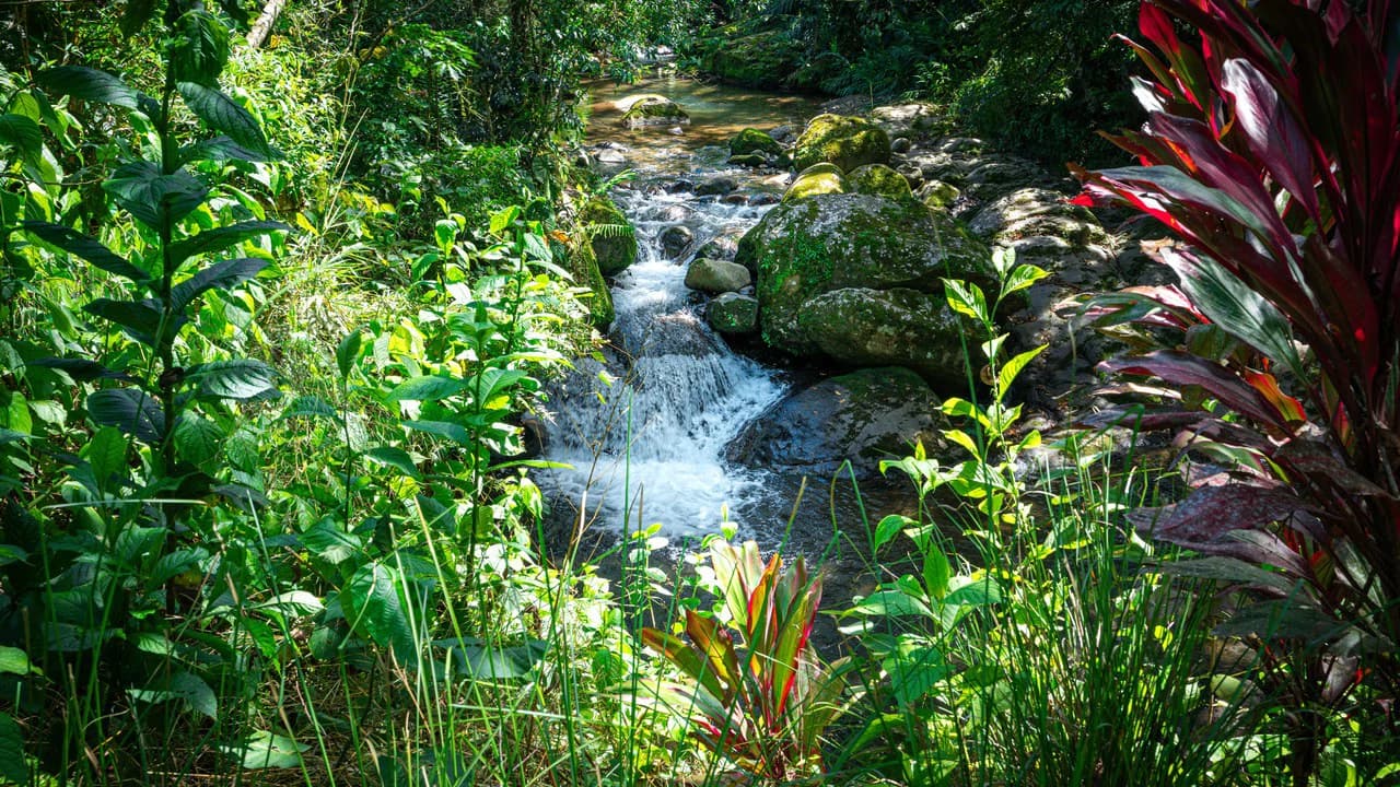 Riverfront Mushroom Farm & Private Waterfall Residence in Orosi - photo 70