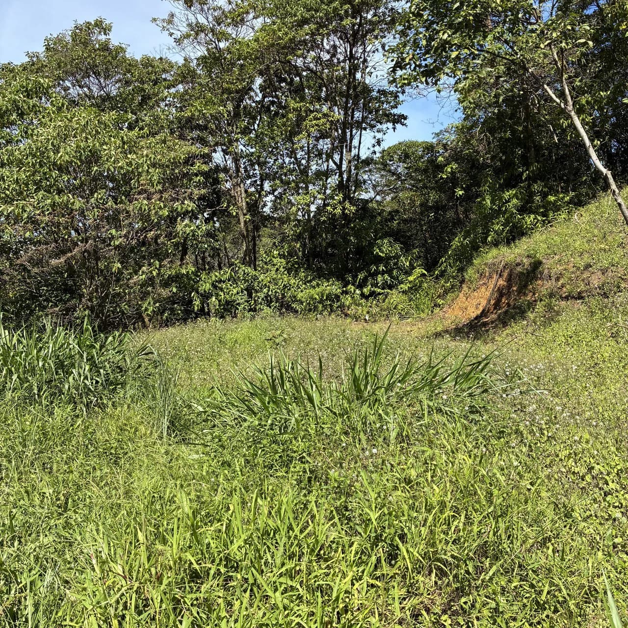 Breathtaking Mountain View Estate in Chimirol, Pérez Zeledón — 1.4 Hectares of Privacy, Nature & Potential: Mountain Home Construction Site For Sale in Chimirol - photo 8