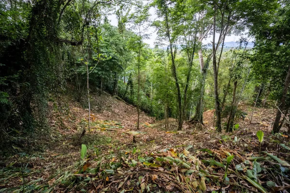 ID 1084: 5,500 sqm Lot with Mountain View in Iriria 1, Punta Uva - photo 5