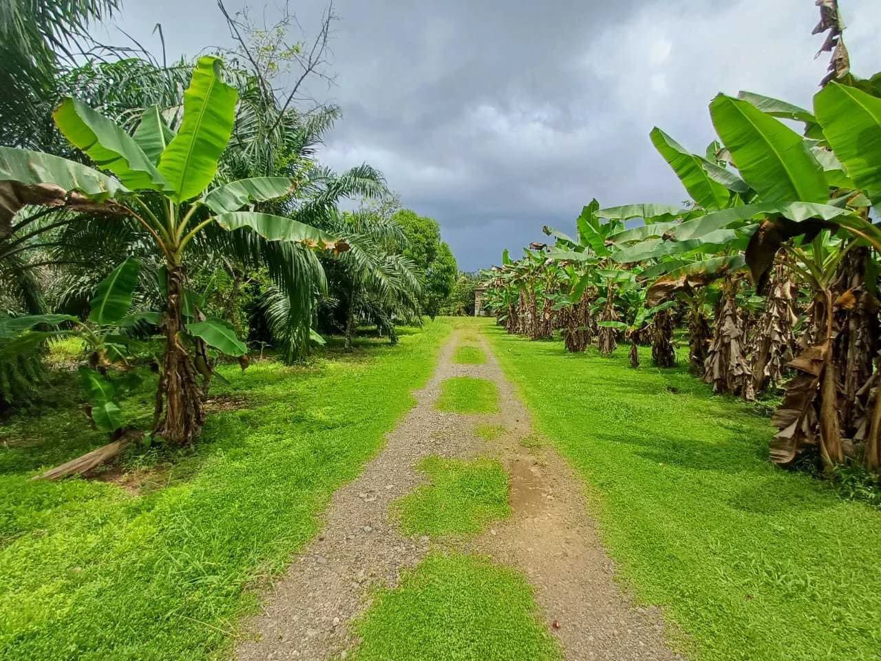 Finca La Palma, Cañaza, Puerto Jiménez - photo 5