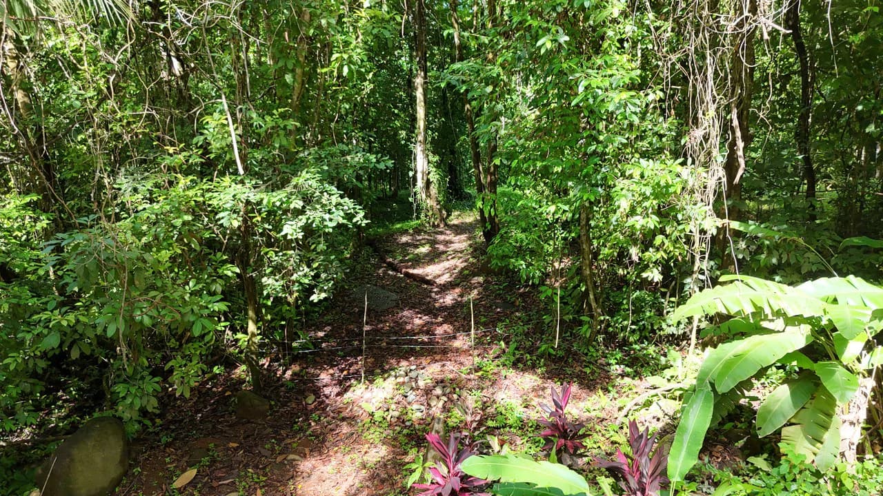 Spectacular Ocean view on 7.7 acres: Mountain Home Construction Site For Sale in Bahía Ballena - photo 9