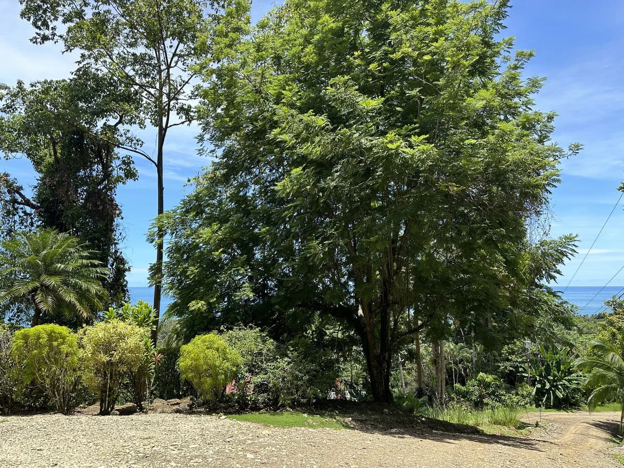 1.6 Acres Land Parcel in Ballena, Jungle Views.: Mountain Home Construction Site For Sale in Bahía Ballena - photo 8