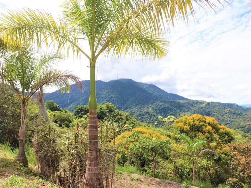 Captivating 3.15-Acre Property: Huge Pricedrop! Firesale Oceanview Lot in Tres Rios - photo 36