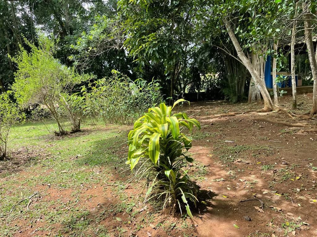 PROPIEDAD PARA INVERSION SABANA LARGA ATENAS: INVESTMENT PROPERTY - photo 6