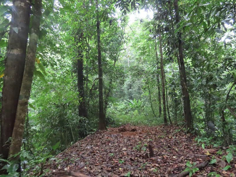 34-Acres of Forest For Sale in Riyito de Puerto Jimenez - photo 25