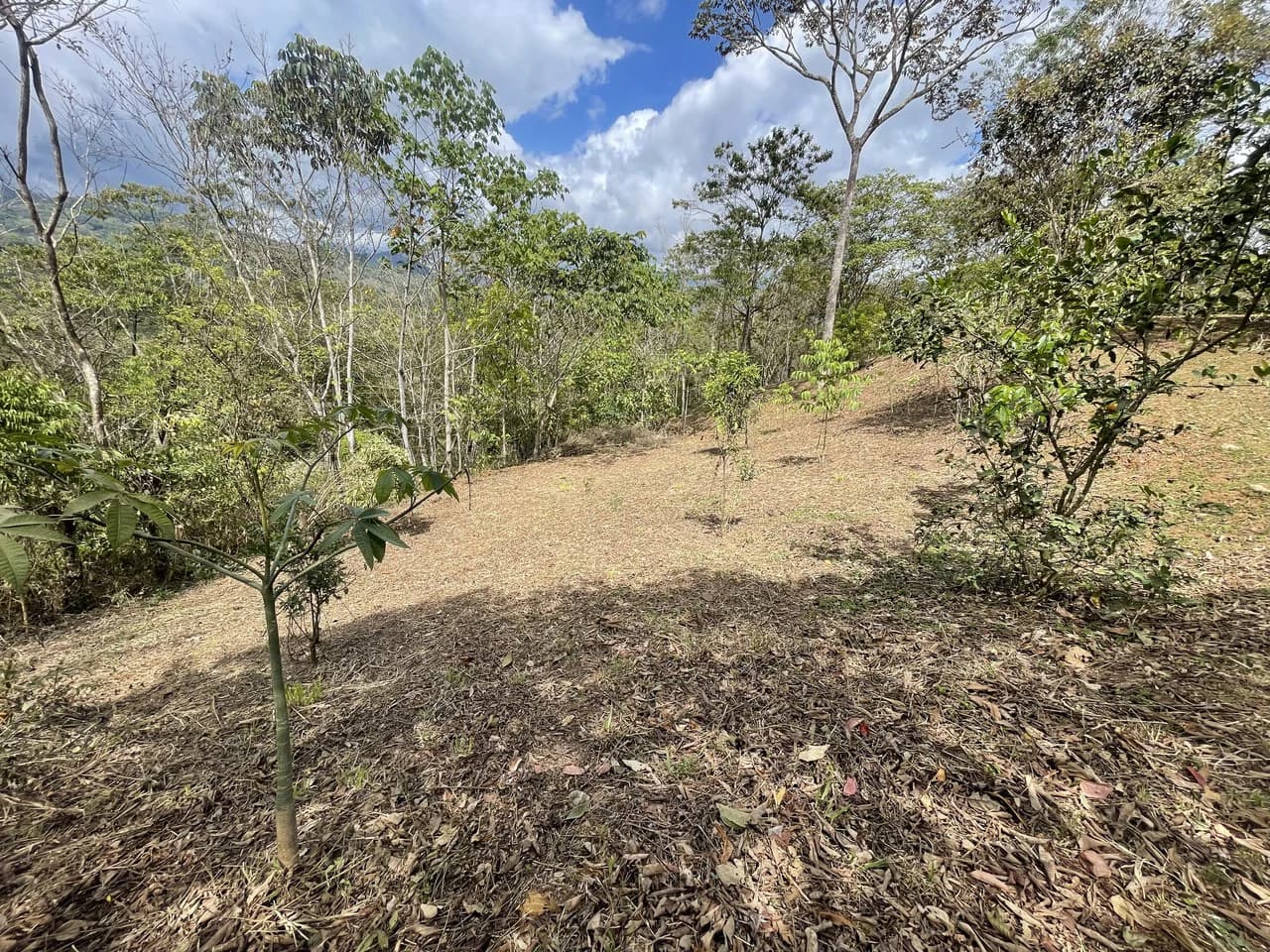 Elevated Two and a Half Acres with Cool Breeze in San Isidro del General - photo 13
