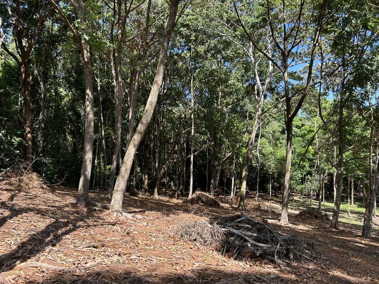 Cabo Matapalo: 3.8 Acre Ocean View Lot In Peninsula De Osa, Golfo Dulce - photo 11