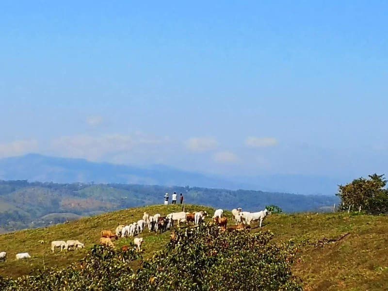 Livestock Farm | Titled property located in Santa Eduviges - photo 18