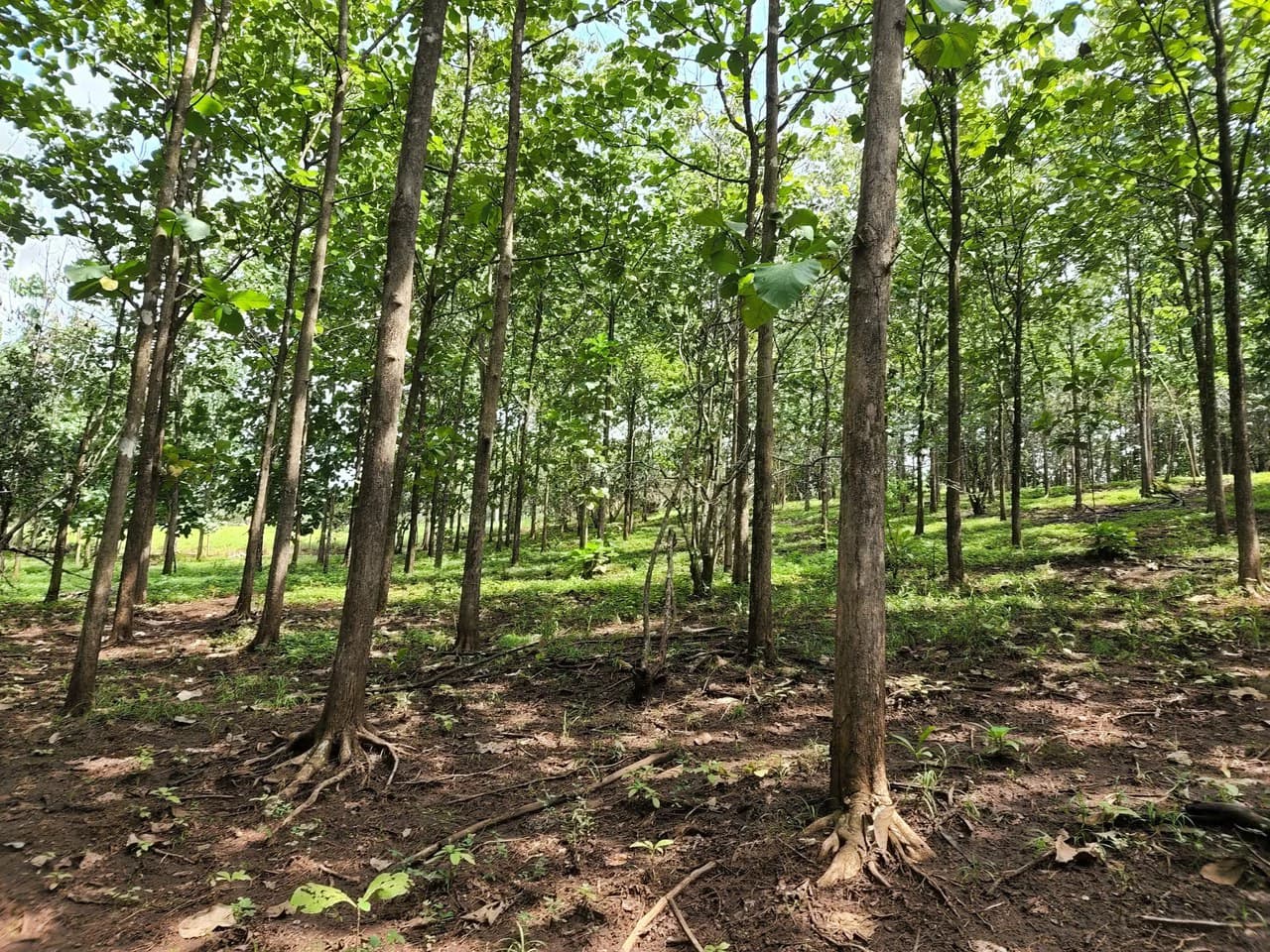 INVEST IN A TEAK PLANTATION FOR 25 YEARS - photo 14